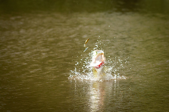Fish jump