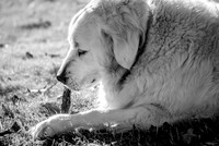 Murphy