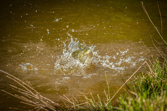 Fish jump