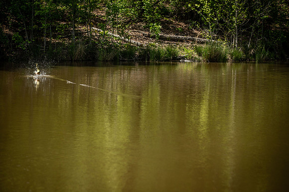 Fish jump