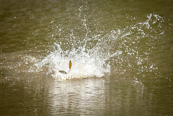 Fish jump